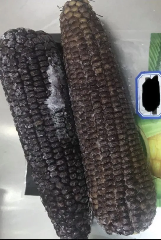 фотография продукта Вареная, замороженная кукуруза 