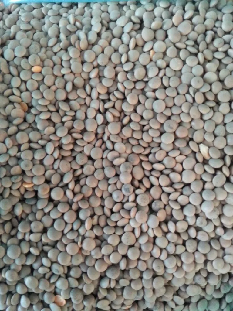 фотография продукта Семена чечевицы донская краснозерная
