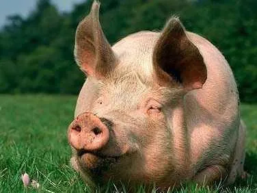 фотография продукта Премикс av nutrismart для откорма свиней