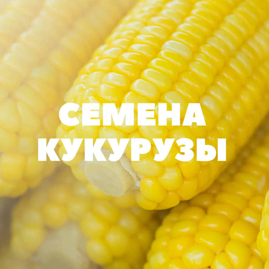 Фотография продукта Семена кукурузы на посев