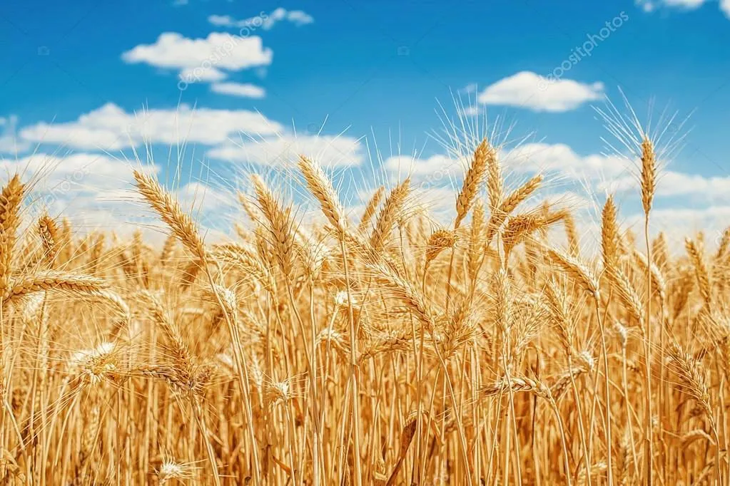Фотография продукта пшеница фуражная только РБ