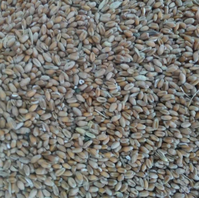 фотография продукта Ячмень овес пшеница кукуруза рязань