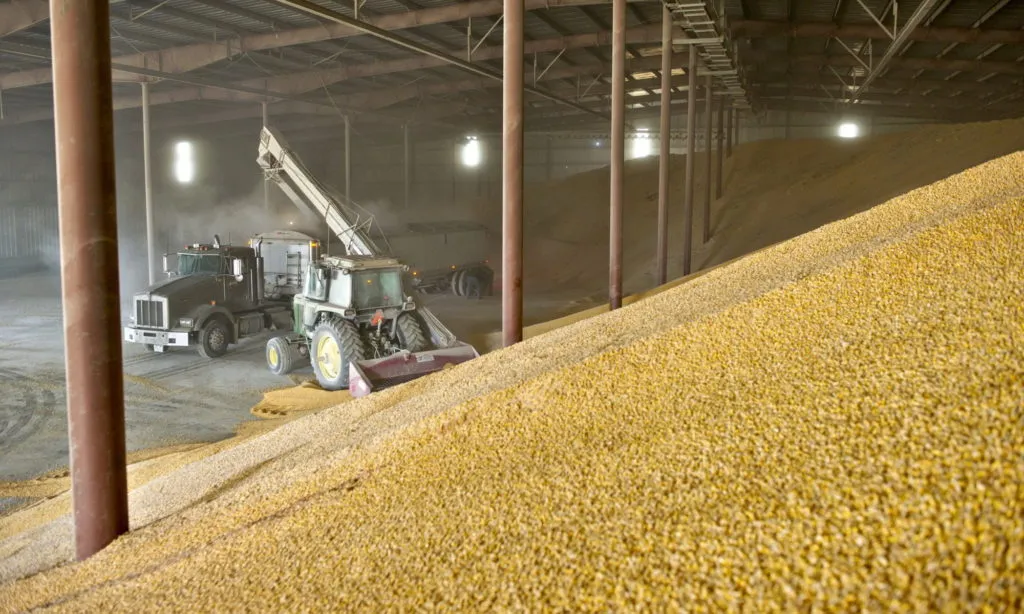 Фотография продукта Пшеница 5 класса,5000 тонн