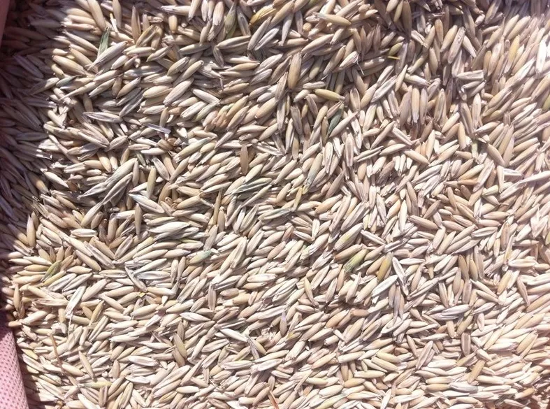 фотография продукта Овес ячмень пшеница кукуруза орёл