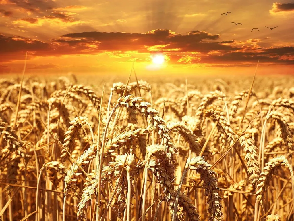 Фотография продукта Пшеница фуражная. 12500 руб/тонна.