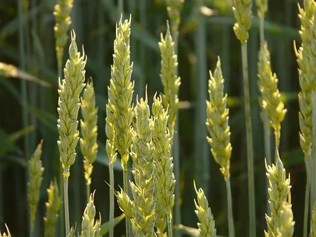 Фотография продукта Семена пшеницы озимой:безостая100,маркиз