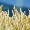 семена пшеницы озимой :Граф,Степь,Веха в Зернограде