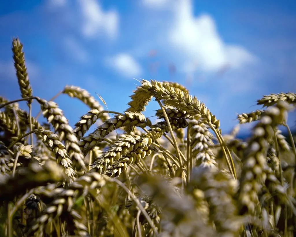 Фотография продукта Семена пшеницы озимой:алексеич,гром,юка,
