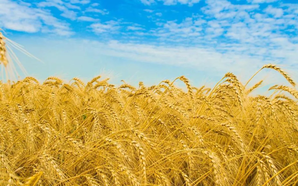 Фотография продукта Семена пшеницы озимой: жива,юбилейная100