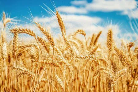 фотография продукта Реализуем пшеницу производители