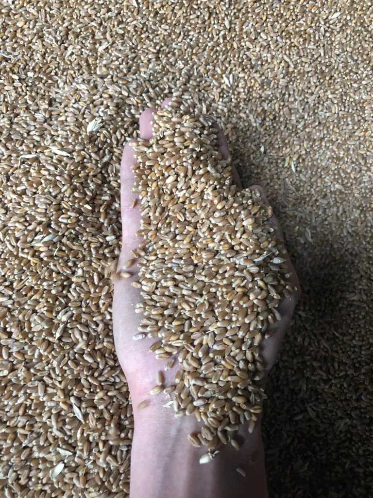 пшеница Экспорт Fob Cif в Краснодаре 2