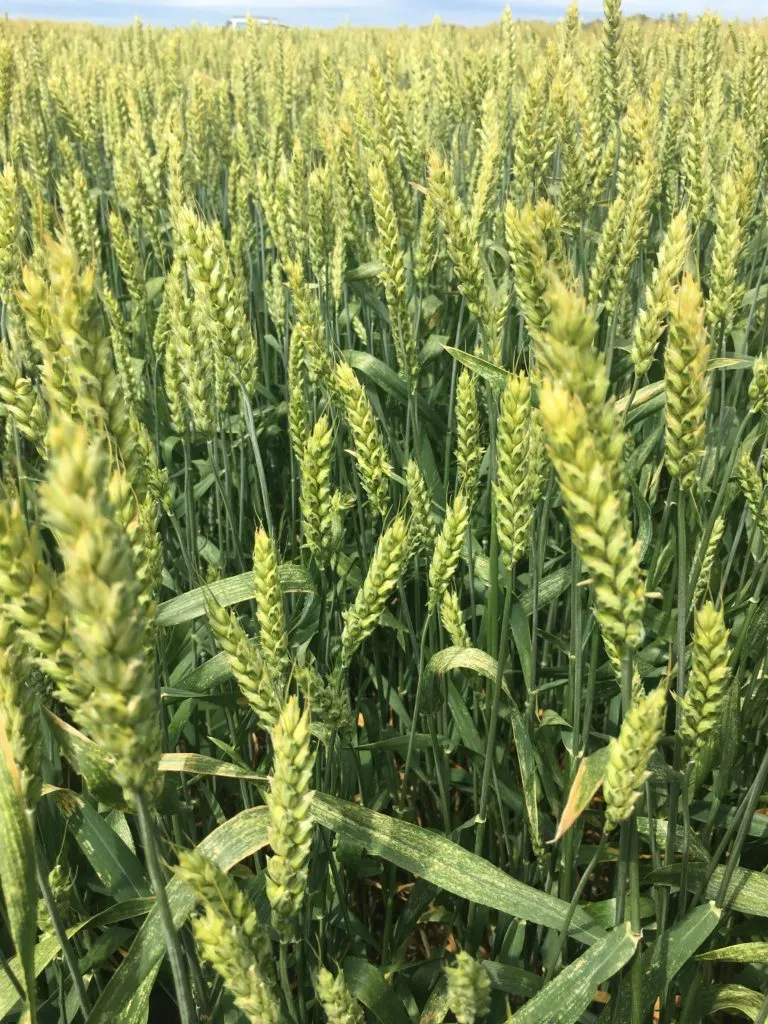 фотография продукта  Озимая пшеница Донская Юбилейная ЭС/РС1