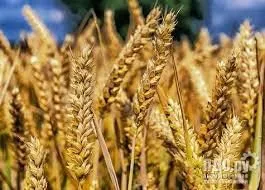 фотография продукта Семена озимойпшеницы безостая100 рс1/рс2