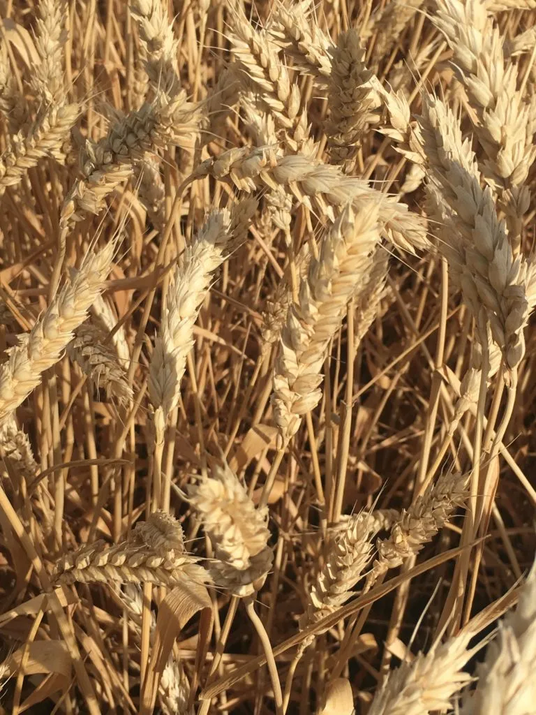 фотография продукта Семена озимой пшеницы сорт Краса Дона ЭС