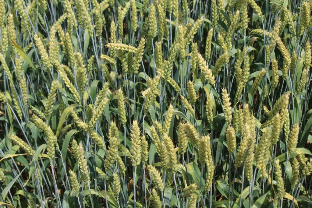 фотография продукта Семена озимой пшеницы сорт стан эс/рс1