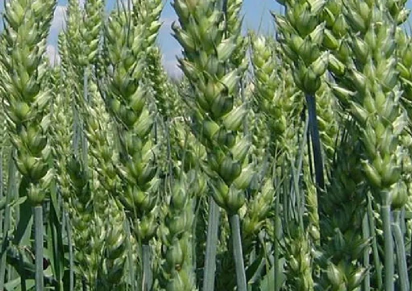 фотография продукта Семена озимой мягкой пшеницы табор рс1.