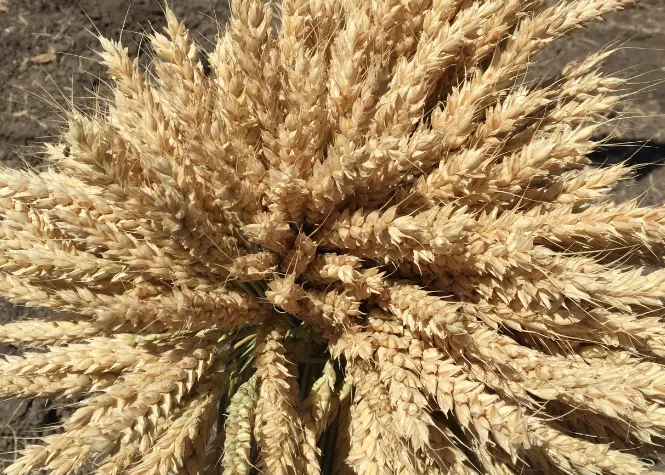 фотография продукта Семена озимой мягкой пшеницы Таня РС1.