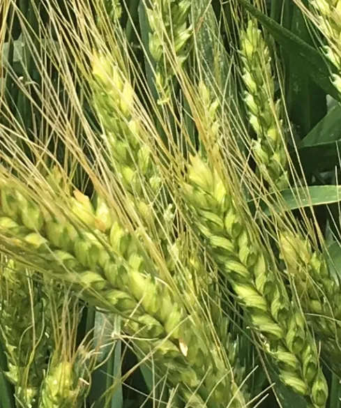 фотография продукта Семена озимой  пшеницы ермак эс/рс1/рс2