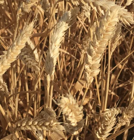фотография продукта Семена озимой мягк пшеницы краса дона эс