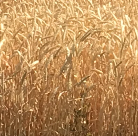фотография продукта Семена озимой пшеницы капризуля эс/рс1