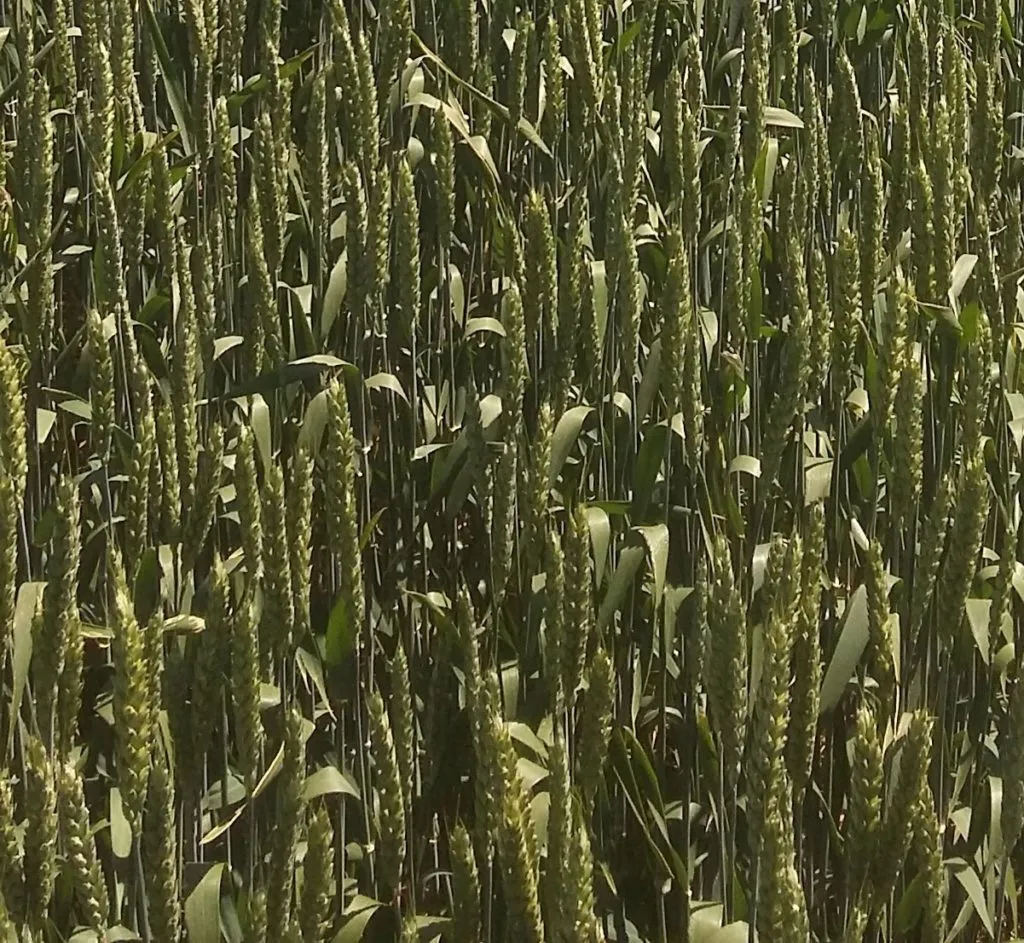 фотография продукта Семена озим пшеницы безостая 100 рс1/рс2