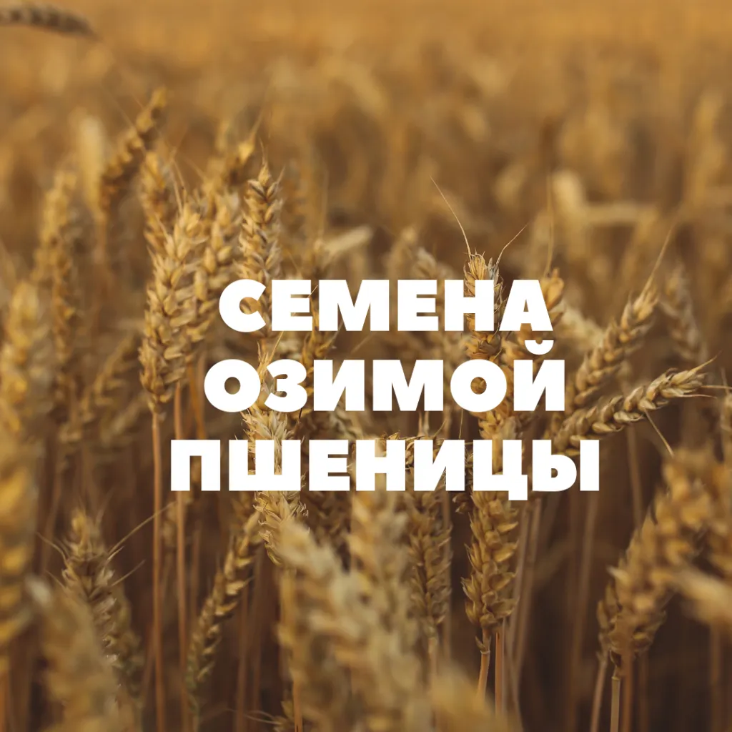 Фотография продукта Семена озимой пшеницы на посев