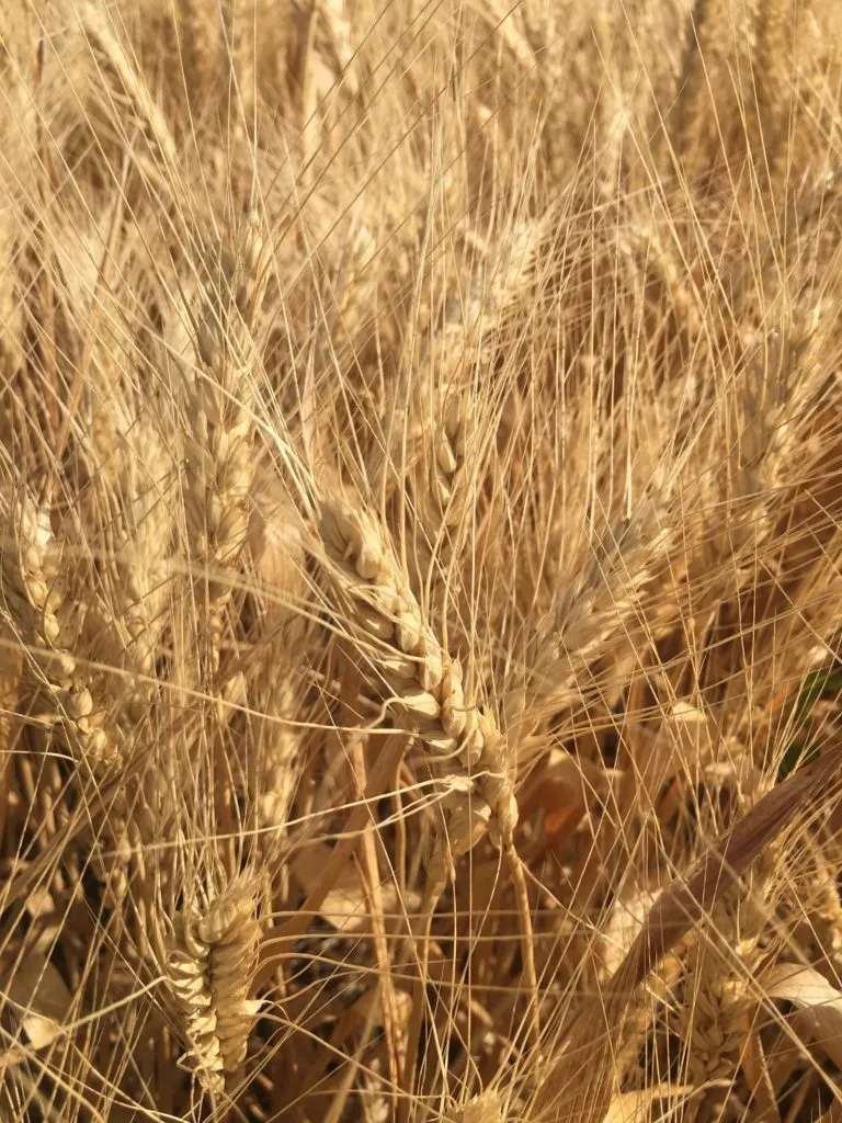 фотография продукта Продаю семена озимой пшеницы Аксинья ЭС