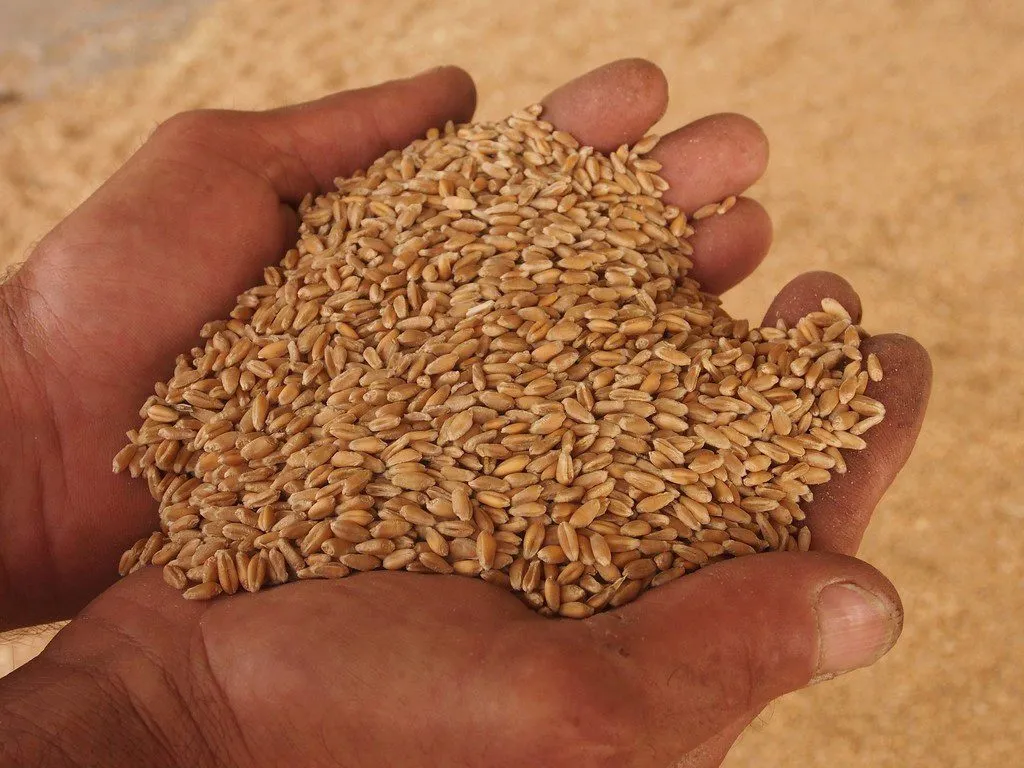 пшеница 4 класса в Адыгейске