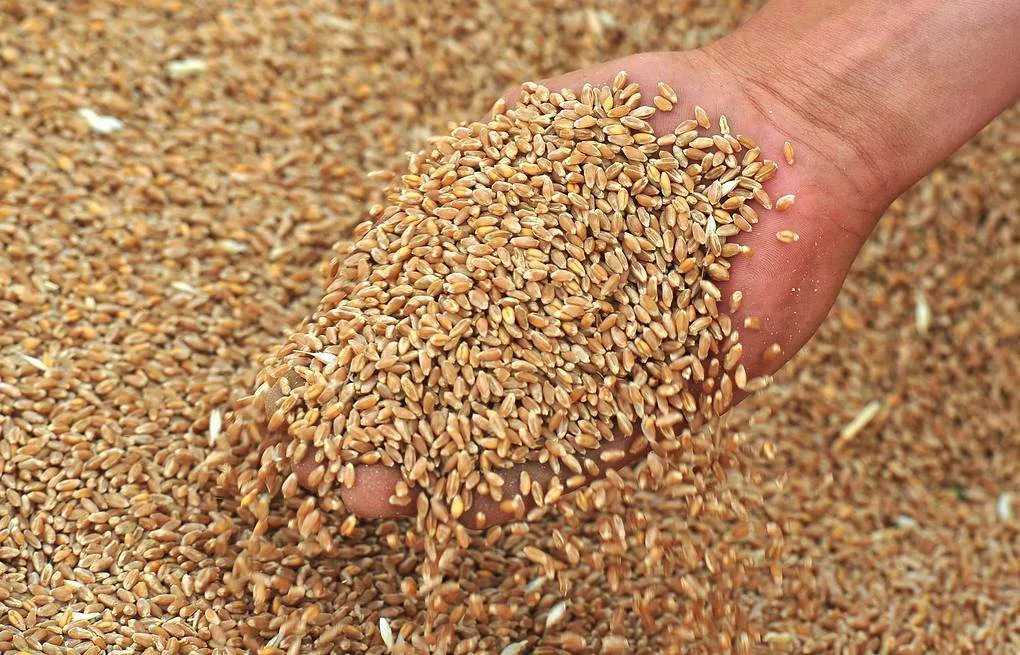 пшеница 5 класса в Адыгейске