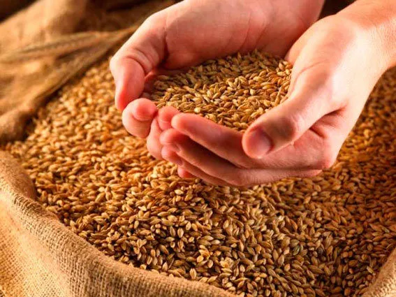 фотография продукта Пшеница, кукуруза цельная