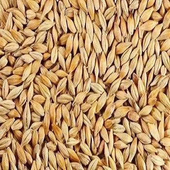 фотография продукта Пшеница класса фураж