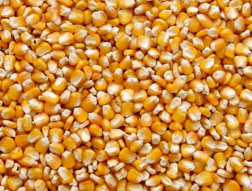 кукуруза продовольственная в Симферополе