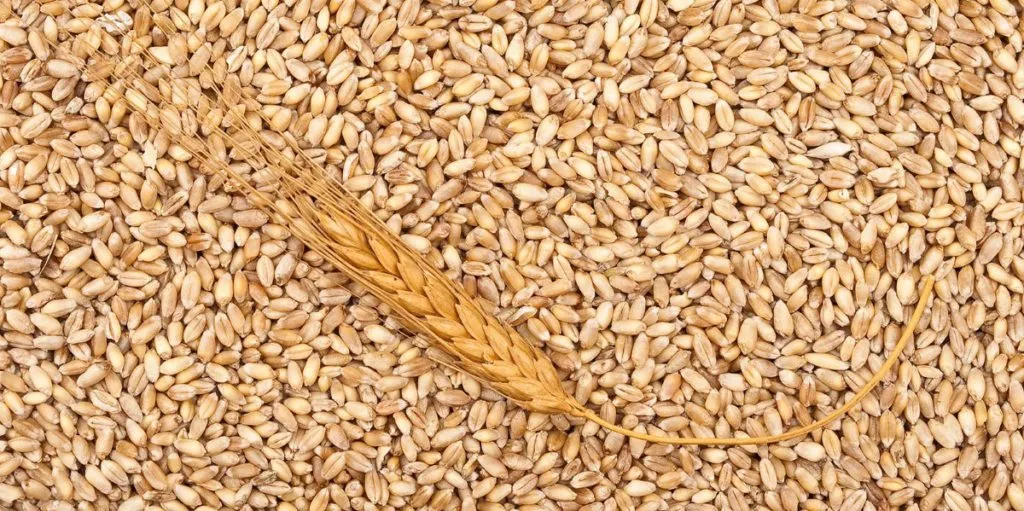 фотография продукта Пшеница фураж