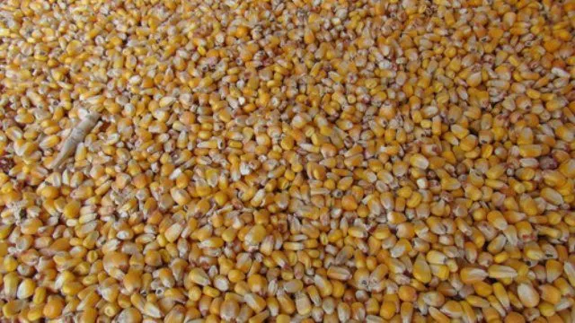 кукуруза в Адыгейске