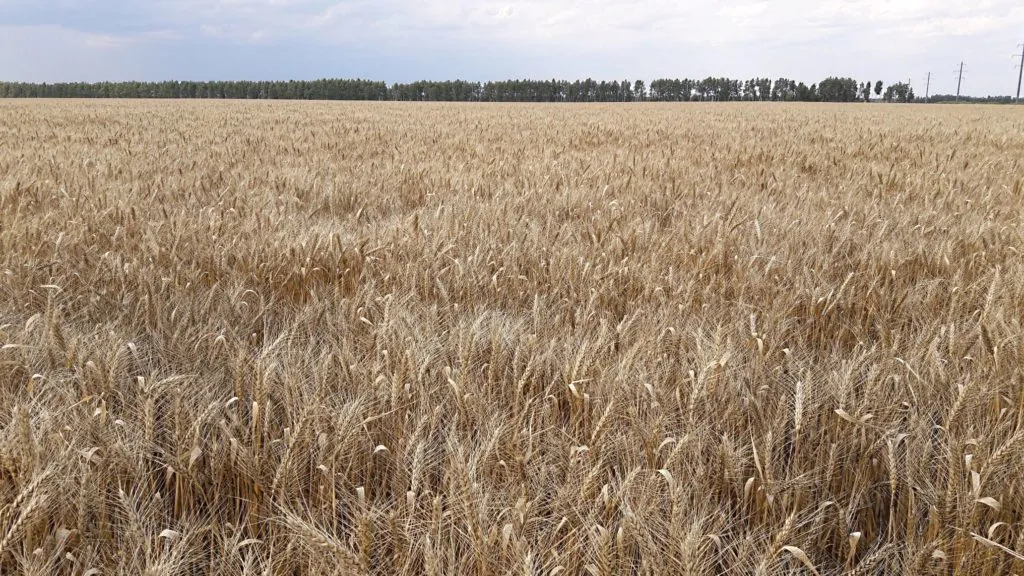 семена озимой пшеницы в Тамбове
