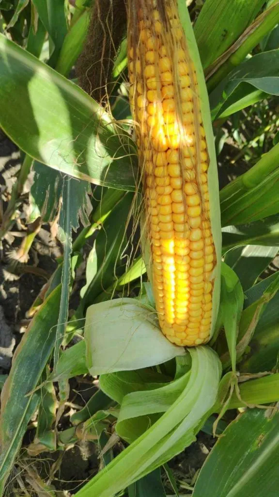 Фотография продукта Кукуруза в початках,объем 1,5 миллион шт