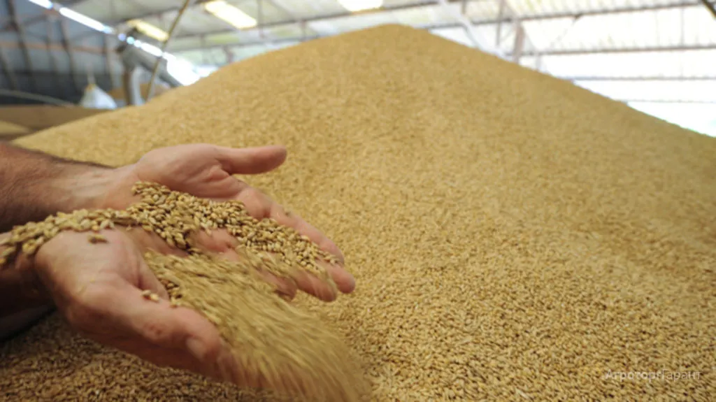 Фотография продукта Закупаем пшеницу , белок от 10,5% и выше