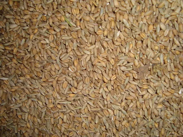 Фотография продукта Зерносмесь Дробленая (пшеница, Овес) 