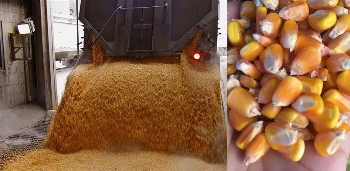 кукуруза - 10000 тонн - Улаанбаатар в Монголии