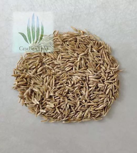 фотография продукта Райграс однолетний изорский/луч