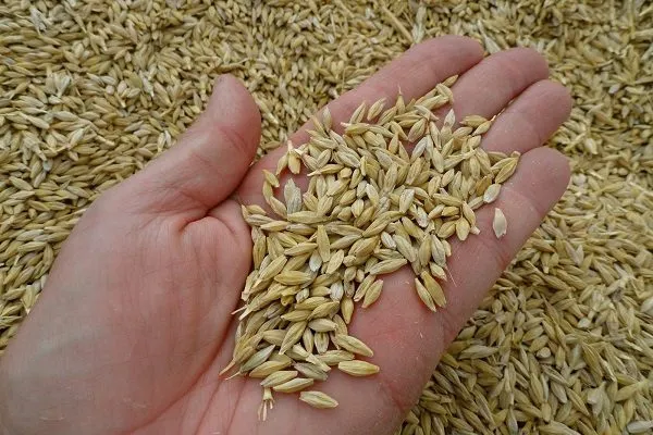 barley - crop 2019  в Иране