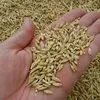 barley - crop 2019  в Иране