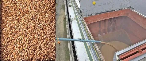 feed barley to IRAN (in bulk)  в Иране 2