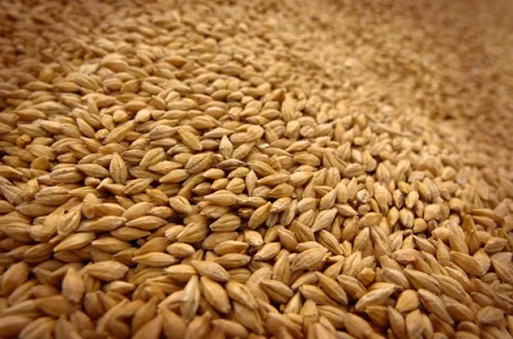 Фотография продукта Feed barley to IRAN (in bulk) 