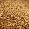 feed barley to IRAN (in bulk)  в Иране