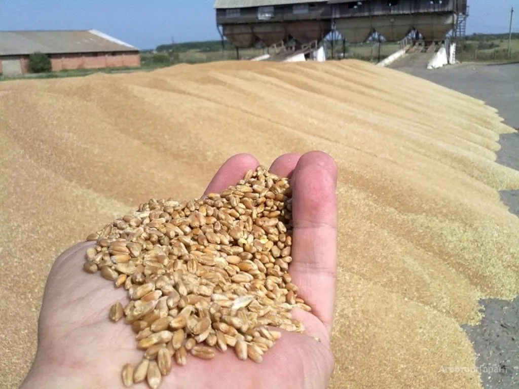 milling wheat - 25000 tons - CIF China в Китае 2