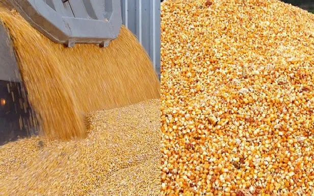 кукуруза - 3000 тонн - DAP Баку в Азербайджане