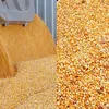 кукуруза - 3000 тонн - DAP Баку в Азербайджане
