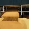 milling wheat - protein 15 Saudi Arabia в Саудовской Аравии