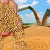пшеницу фуражную с доставкой в Ростове-на-Дону